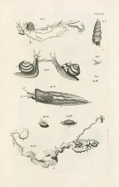 The book of nature, or, The history of insects Pl.08 av Jan Swammerdam