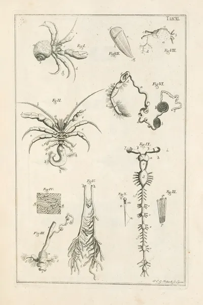 The book of nature, or, The history of insects Pl.11 av Jan Swammerdam