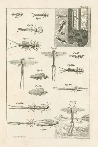 The book of nature, or, The history of insects Pl.13 av Jan Swammerdam