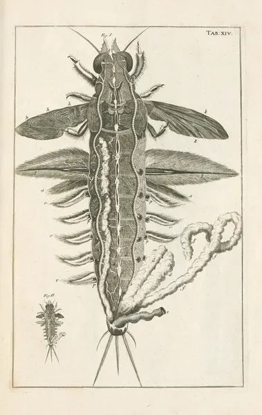 The book of nature, or, The history of insects Pl.14 av Jan Swammerdam