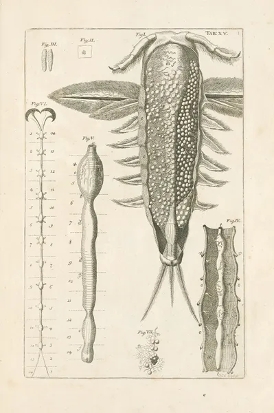 The book of nature, or, The history of insects Pl.15 av Jan Swammerdam