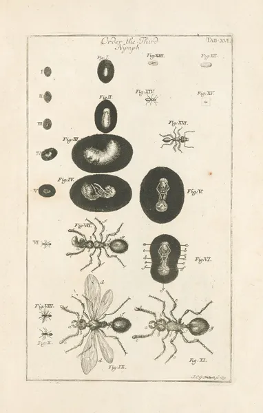 The book of nature, or, The history of insects Pl.16 av Jan Swammerdam
