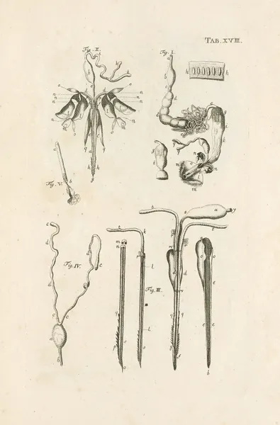The book of nature, or, The history of insects Pl.18 av Jan Swammerdam