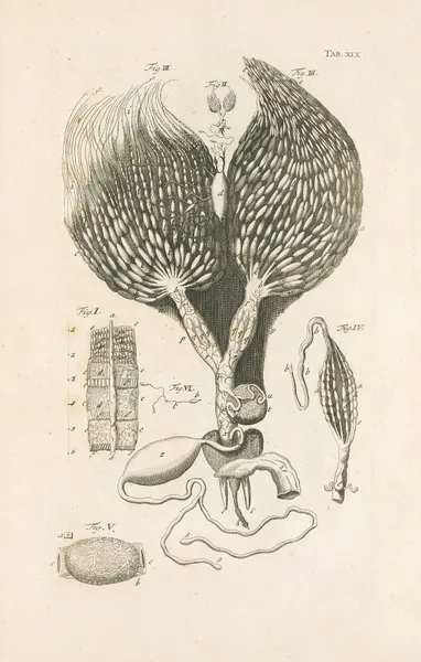 The book of nature, or, The history of insects Pl.19 av Jan Swammerdam