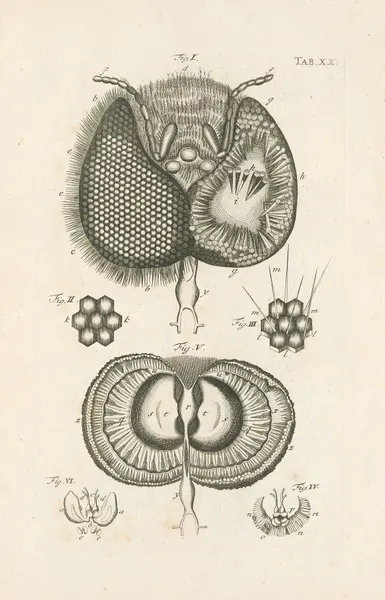 The book of nature, or, The history of insects Pl.20 av Jan Swammerdam