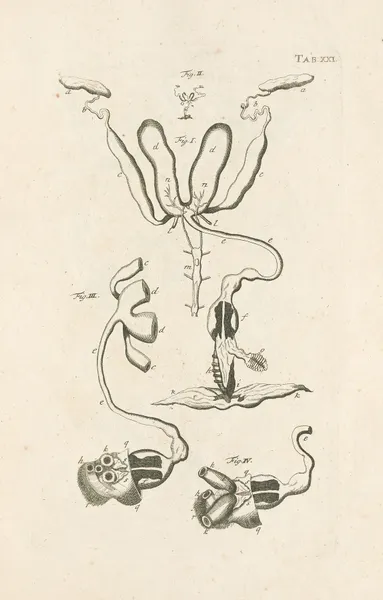 The book of nature, or, The history of insects Pl.21 av Jan Swammerdam