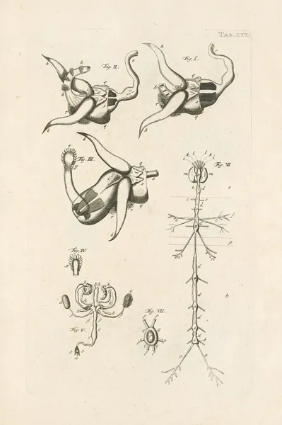 The book of nature, or, The history of insects Pl.22 av Jan Swammerdam