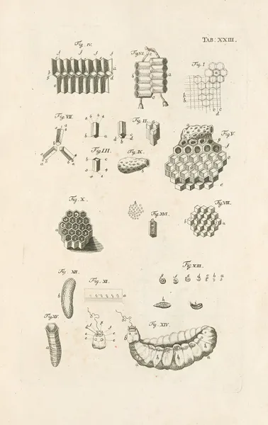 The book of nature, or, The history of insects Pl.23 av Jan Swammerdam