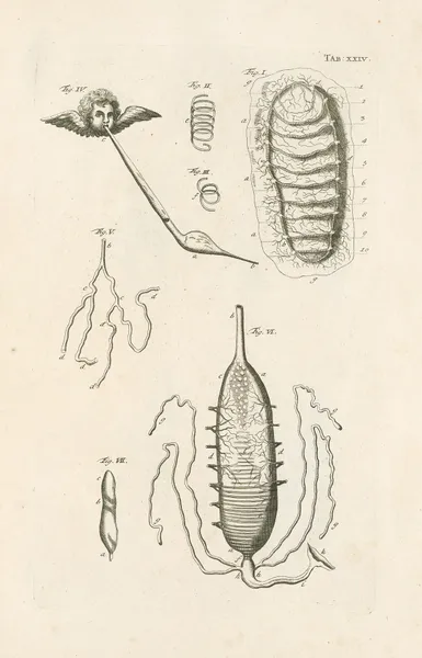 The book of nature, or, The history of insects Pl.24 av Jan Swammerdam