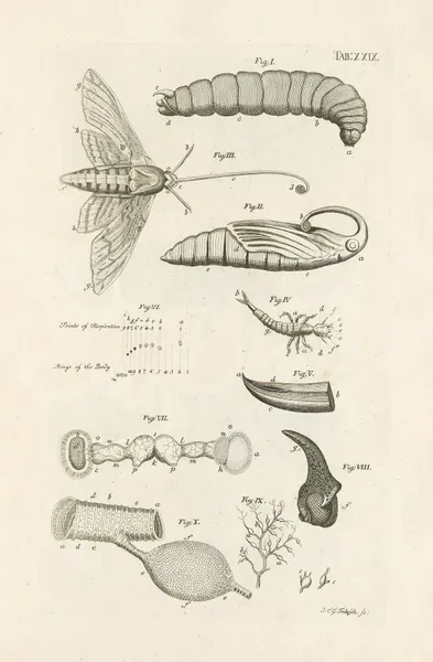 The book of nature, or, The history of insects Pl.29 av Jan Swammerdam