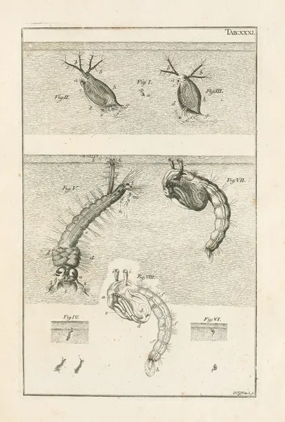 The book of nature, or, The history of insects Pl.31 av Jan Swammerdam