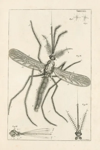 The book of nature, or, The history of insects Pl.32 av Jan Swammerdam