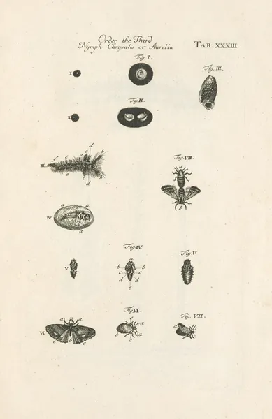 The book of nature, or, The history of insects Pl.33 av Jan Swammerdam