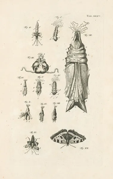 The book of nature, or, The history of insects Pl.35 av Jan Swammerdam