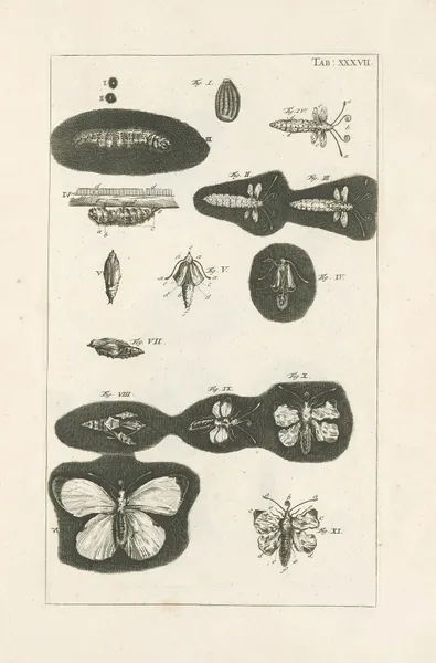 The book of nature, or, The history of insects Pl.37 av Jan Swammerdam