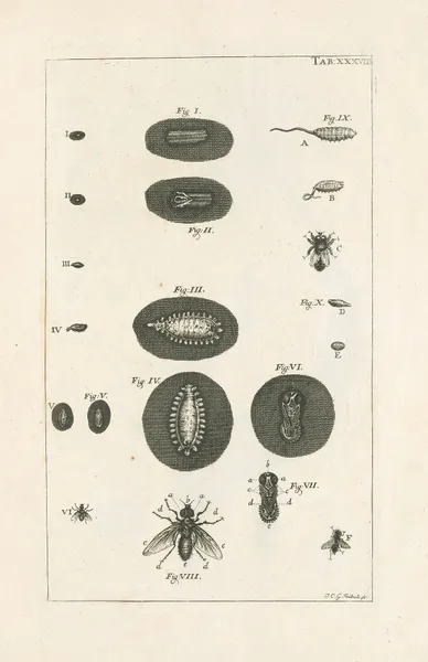 The book of nature, or, The history of insects Pl.38 av Jan Swammerdam