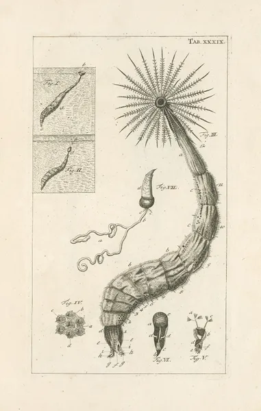 The book of nature, or, The history of insects Pl.39 av Jan Swammerdam