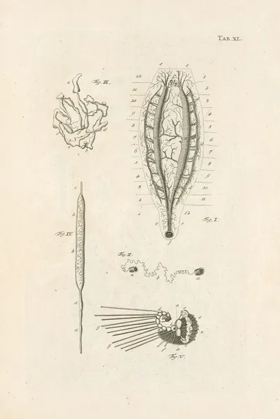 The book of nature, or, The history of insects Pl.40 av Jan Swammerdam