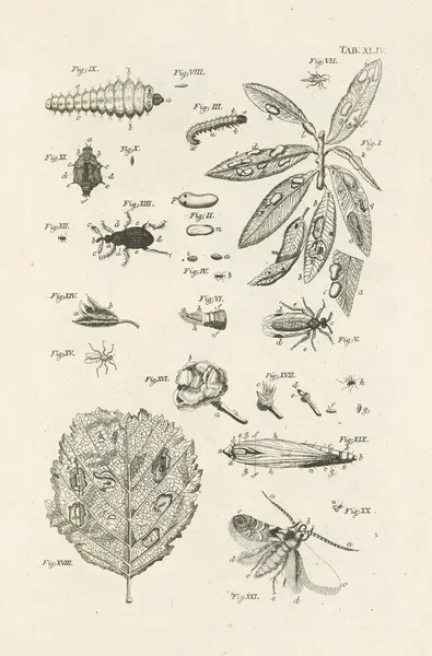 The book of nature, or, The history of insects Pl.44 av Jan Swammerdam