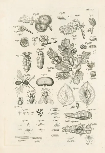 The book of nature, or, The history of insects Pl.45 av Jan Swammerdam