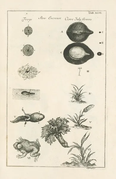 The book of nature, or, The history of insects Pl.46 av Jan Swammerdam
