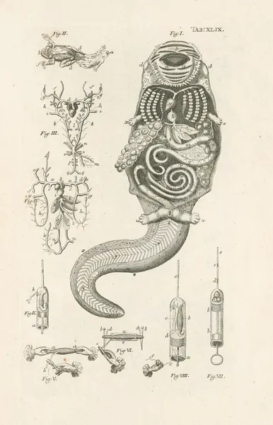 The book of nature, or, The history of insects Pl.49 av Jan Swammerdam