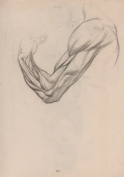 Anatomische studie van de spieren van een rechterarm av Jan Veth
