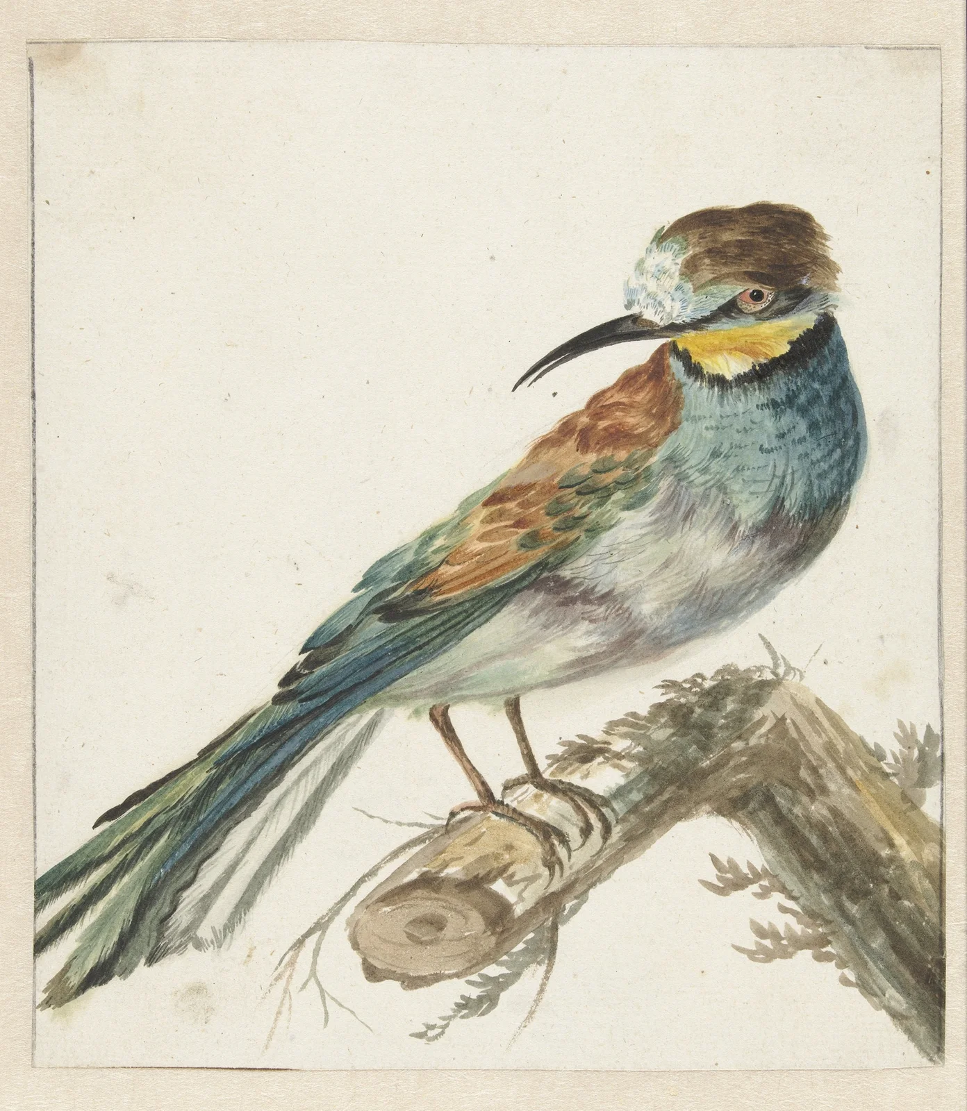 Bijeneter (Merops apiaster) av Jan Weenix
