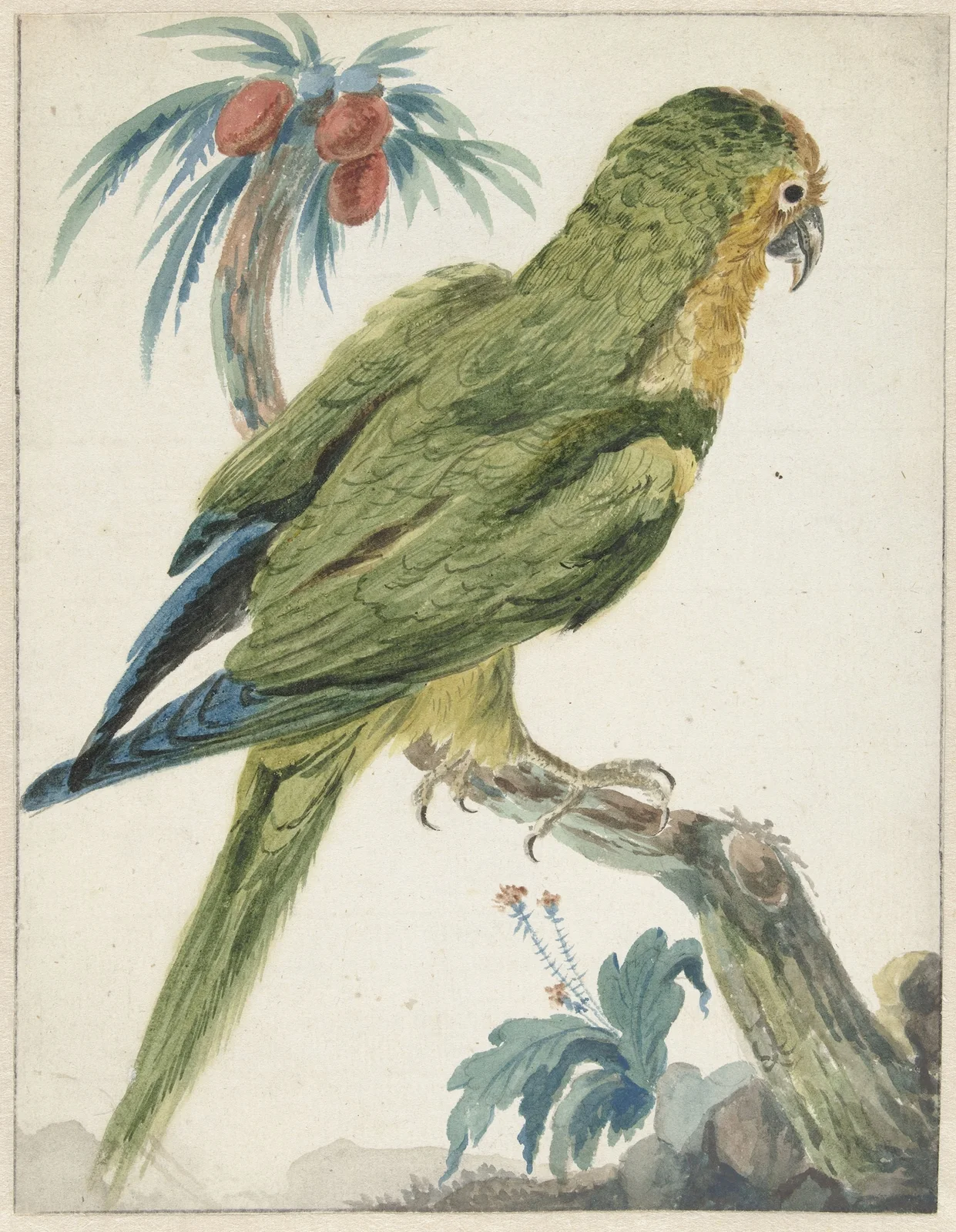Geelvoorhoofd parkiet (Bolborhyuchus aurifrons) av Jan Weenix