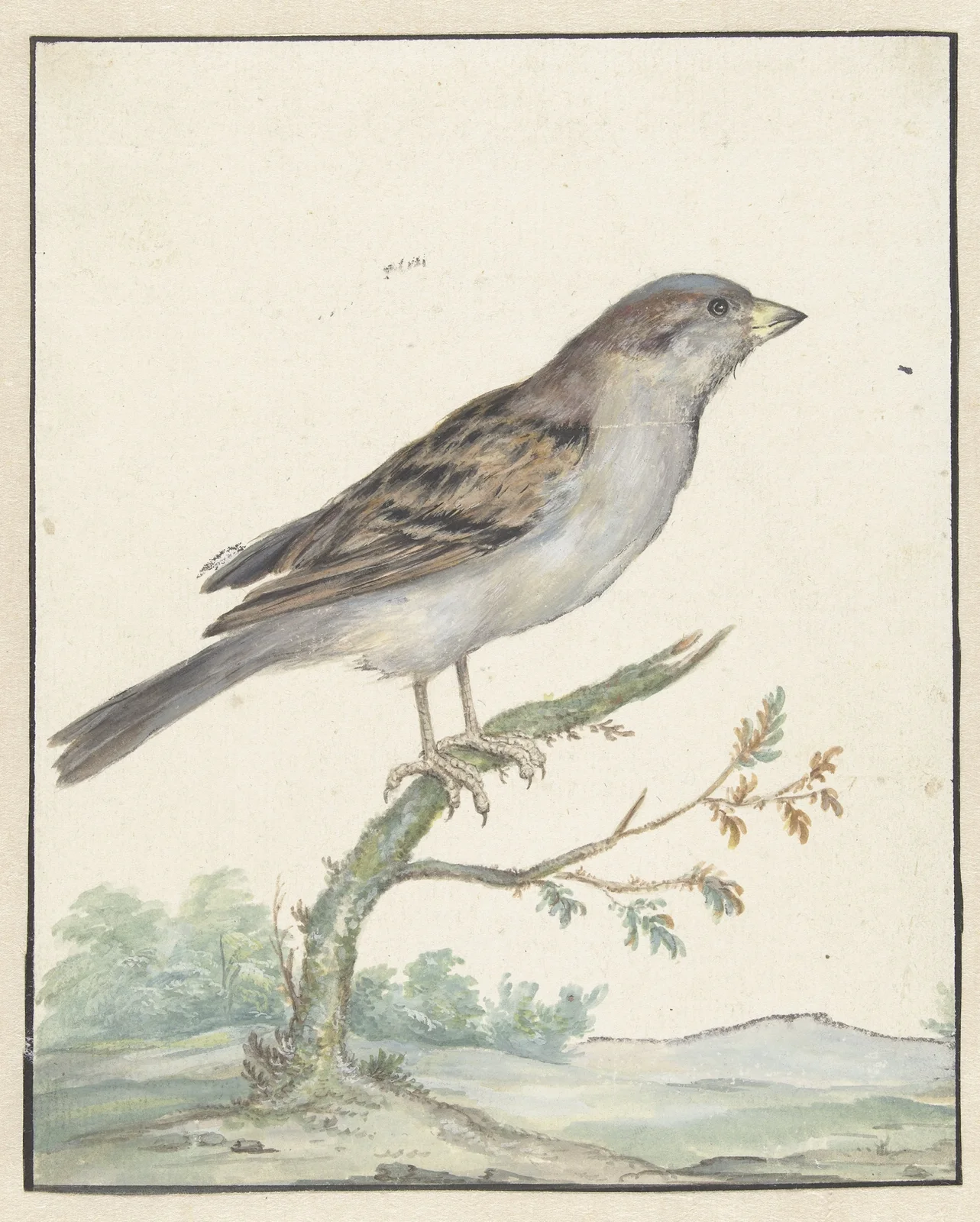 Huismus av Jan Weenix