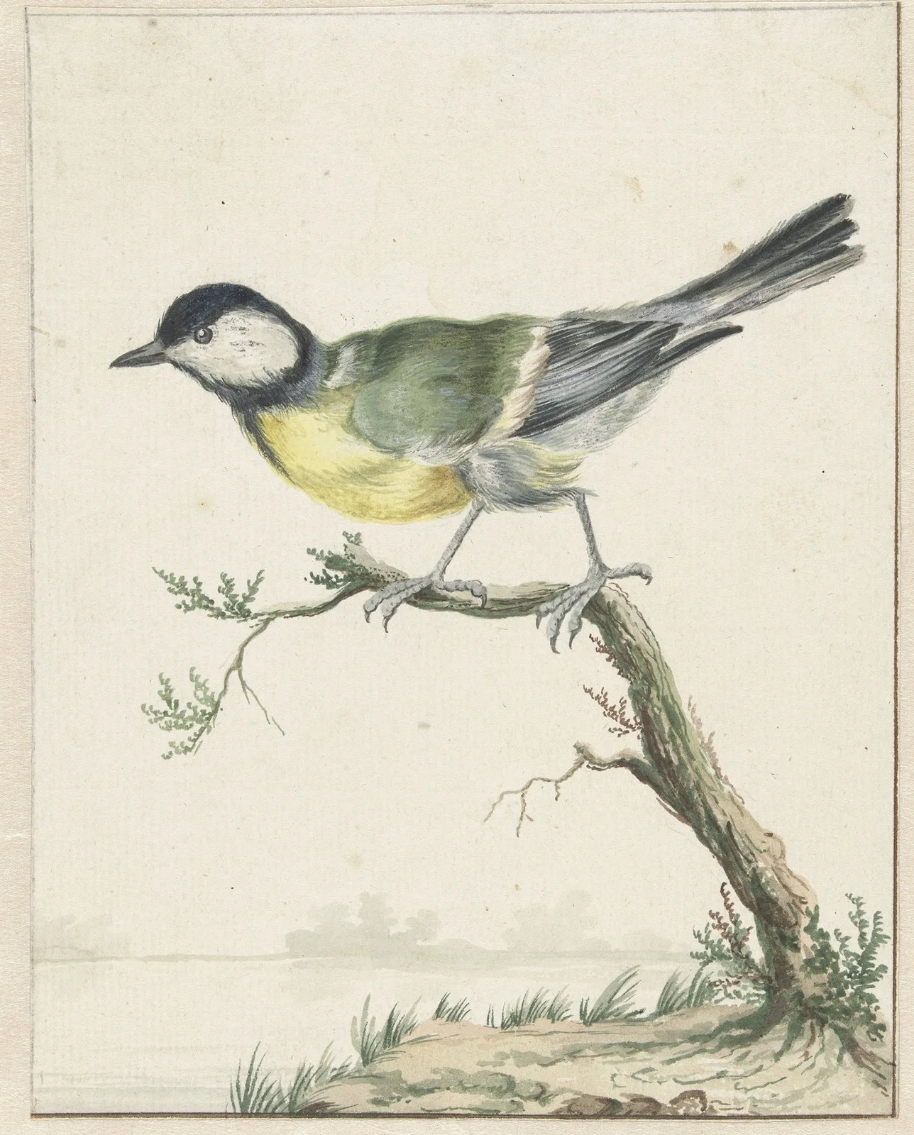 Koolmees av Jan Weenix