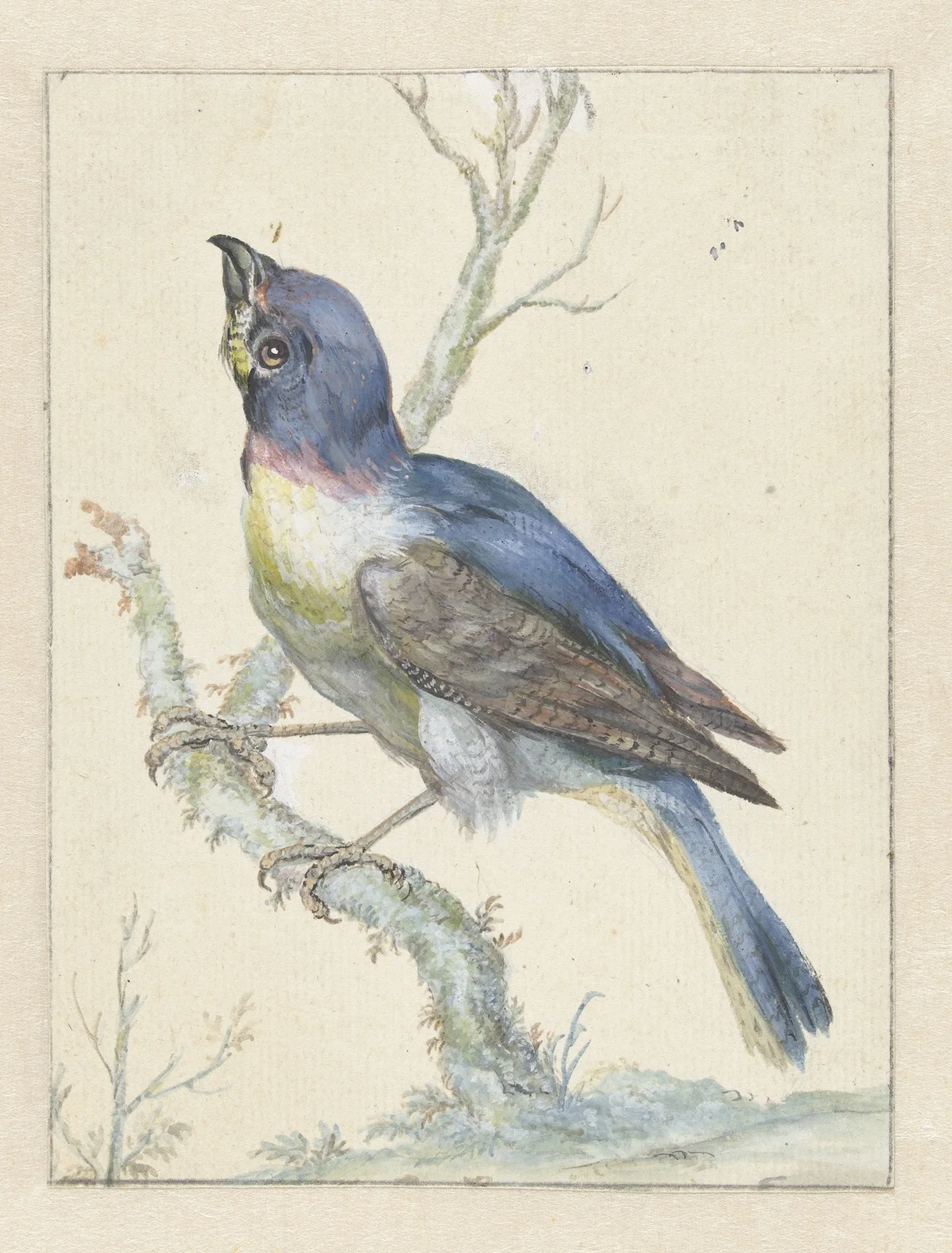 Lazuli Bunting av Jan Weenix