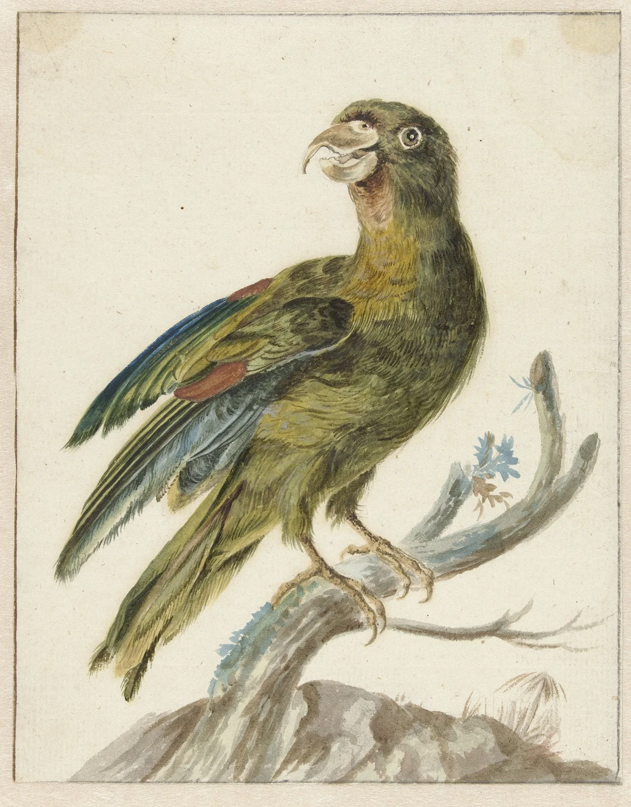 Parakeet av Jan Weenix