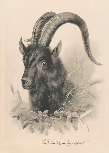 The mountain bock av Henry Jerome Schile