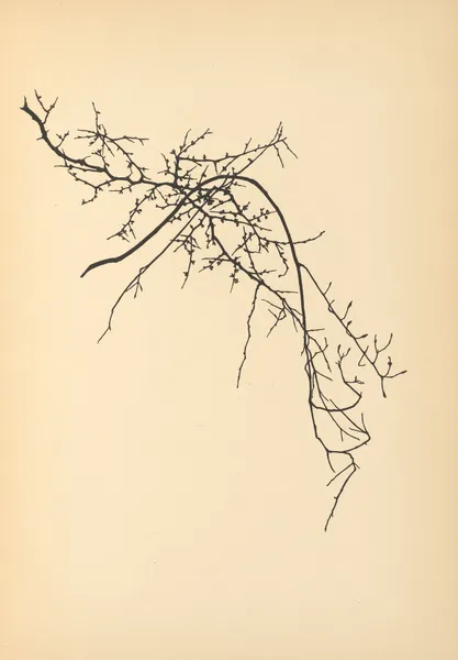 Vertrauen Pl.09 av Johanna Beckmann
