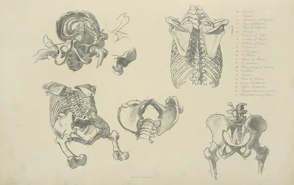 Five views of bones of ribcage and pelvis av John Flaxman