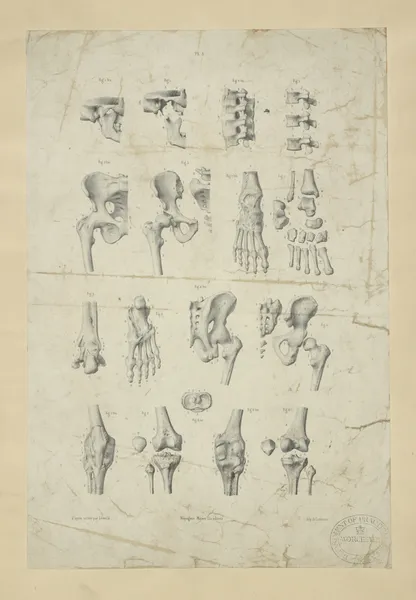 Several views of bones of pelvis, knee, and foot av John Flaxman