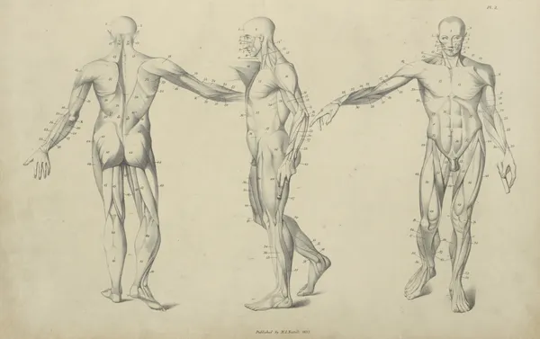 Three poses of musculature av John Flaxman