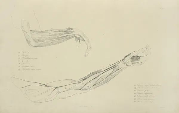 Two views of musculature of the arm – nr 2 av John Flaxman