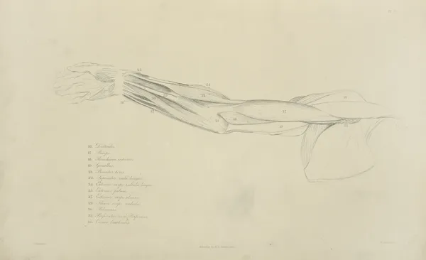 View of musculature of the arm av John Flaxman