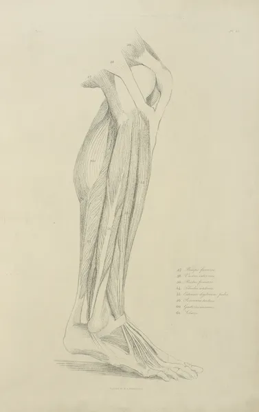 View of musculature of the leg 2 av John Flaxman