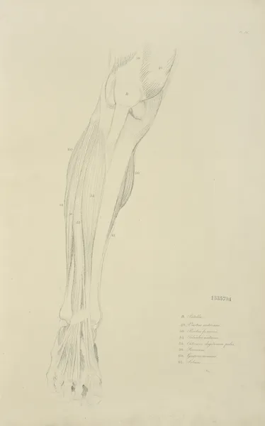 View of musculature of the leg from the front av John Flaxman