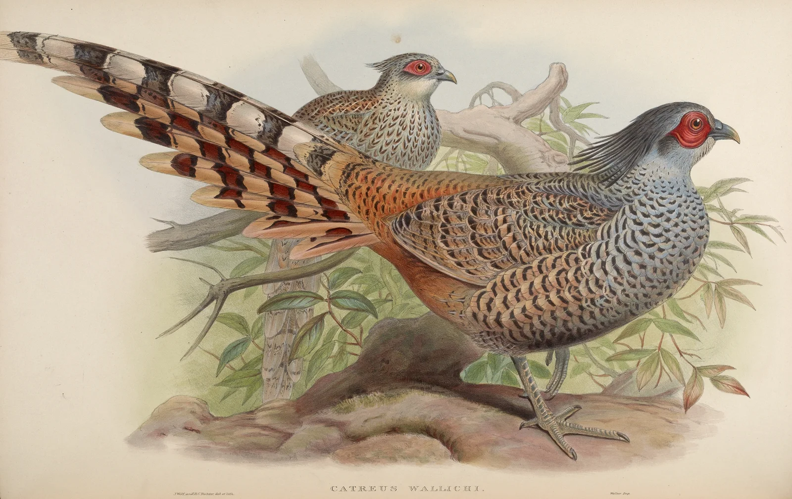 Cheer (Catreus Wallichii) av John Gould