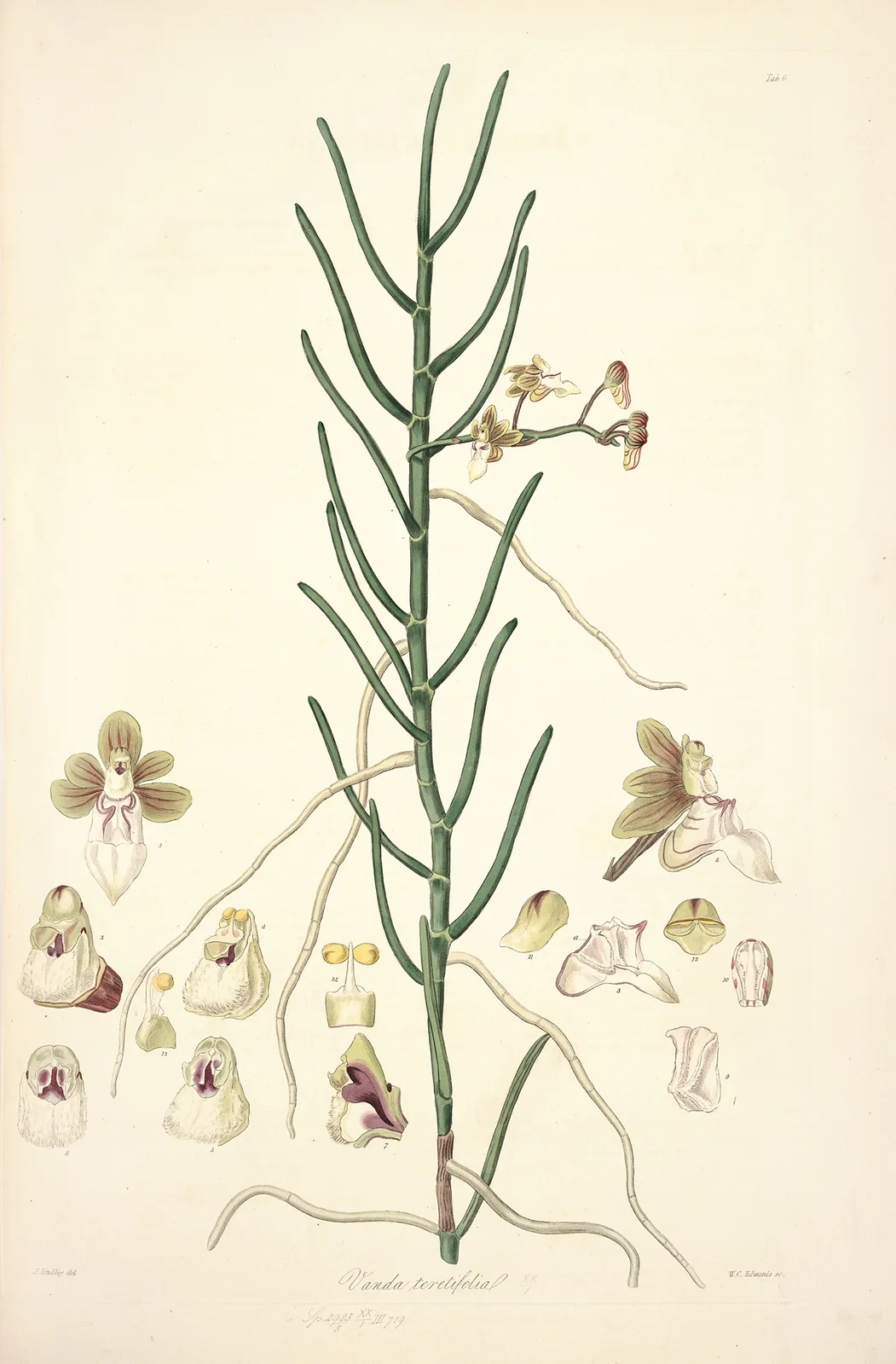 Collectanea botanica Pl.06 av John Lindley
