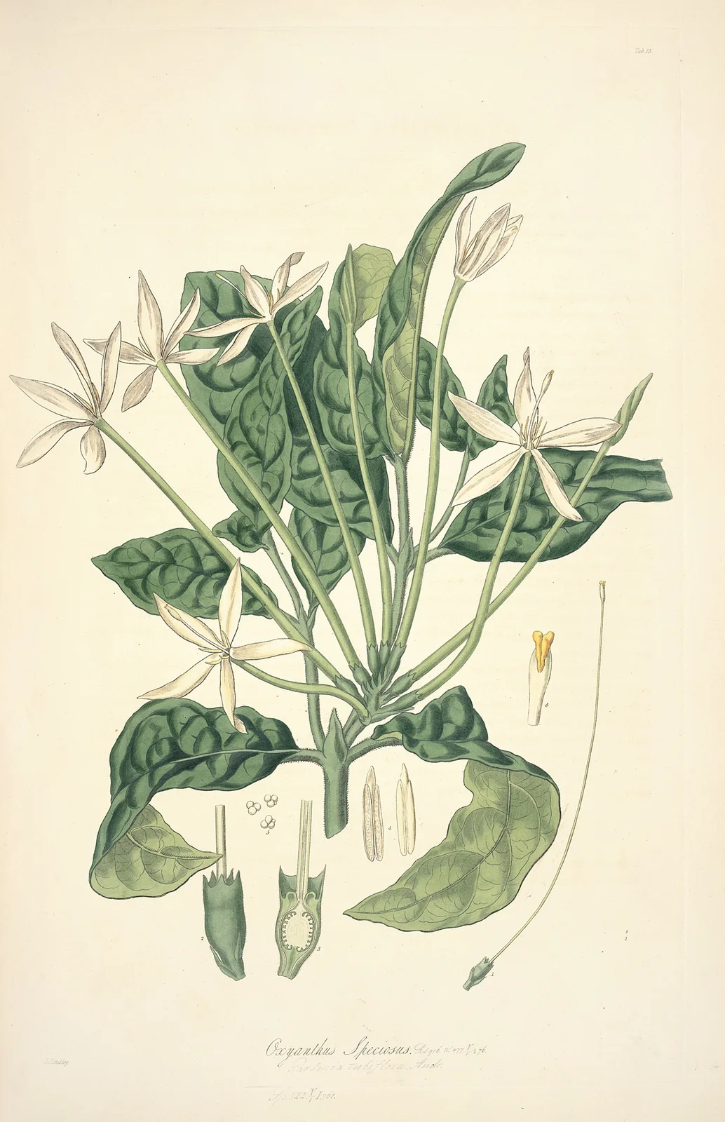 Collectanea botanica Pl.13 av John Lindley