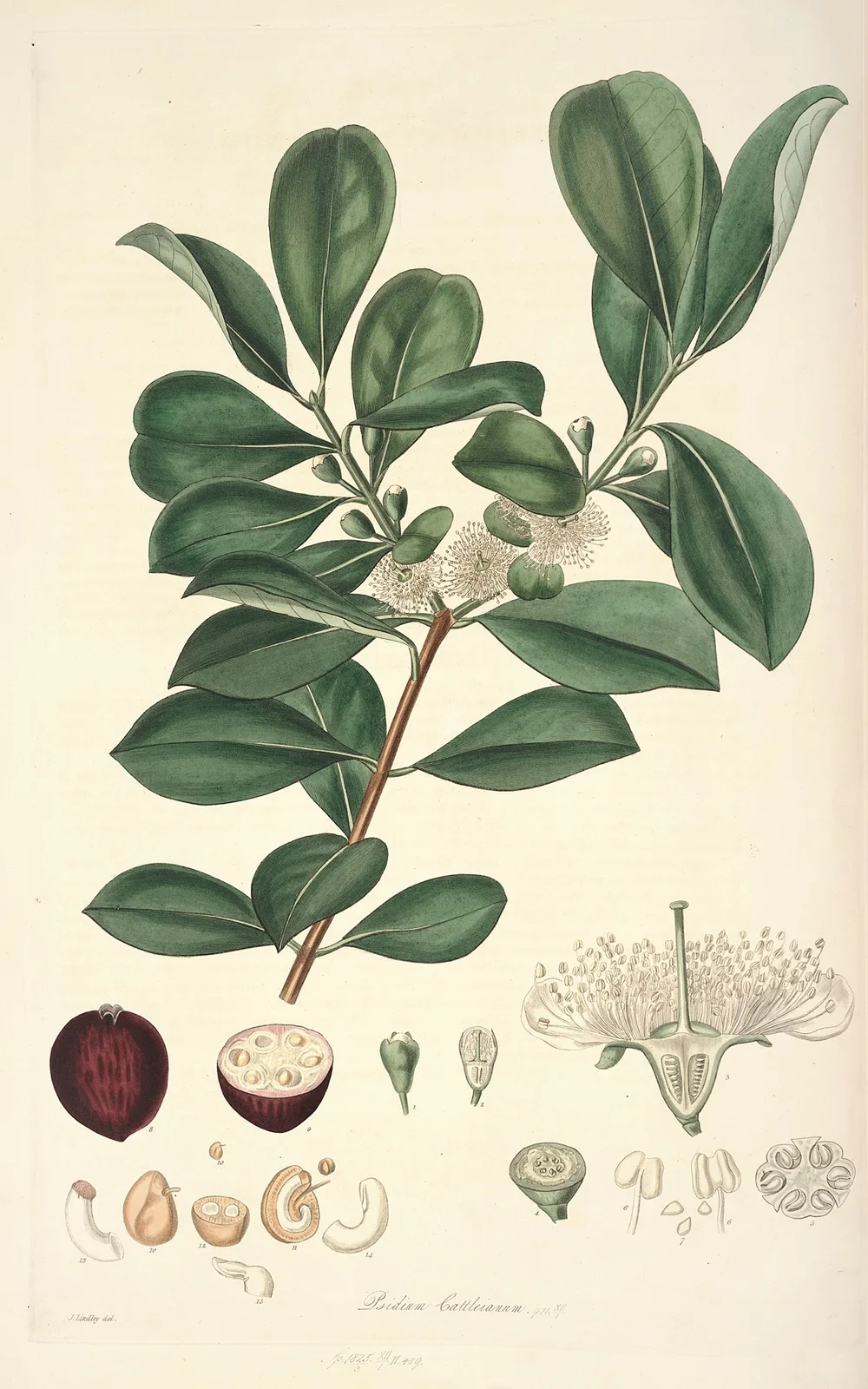 Collectanea botanica Pl.16 av John Lindley