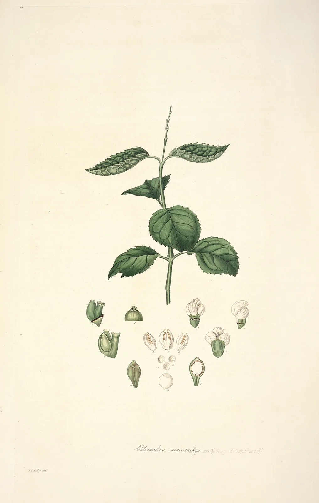 Collectanea botanica Pl.17 av John Lindley