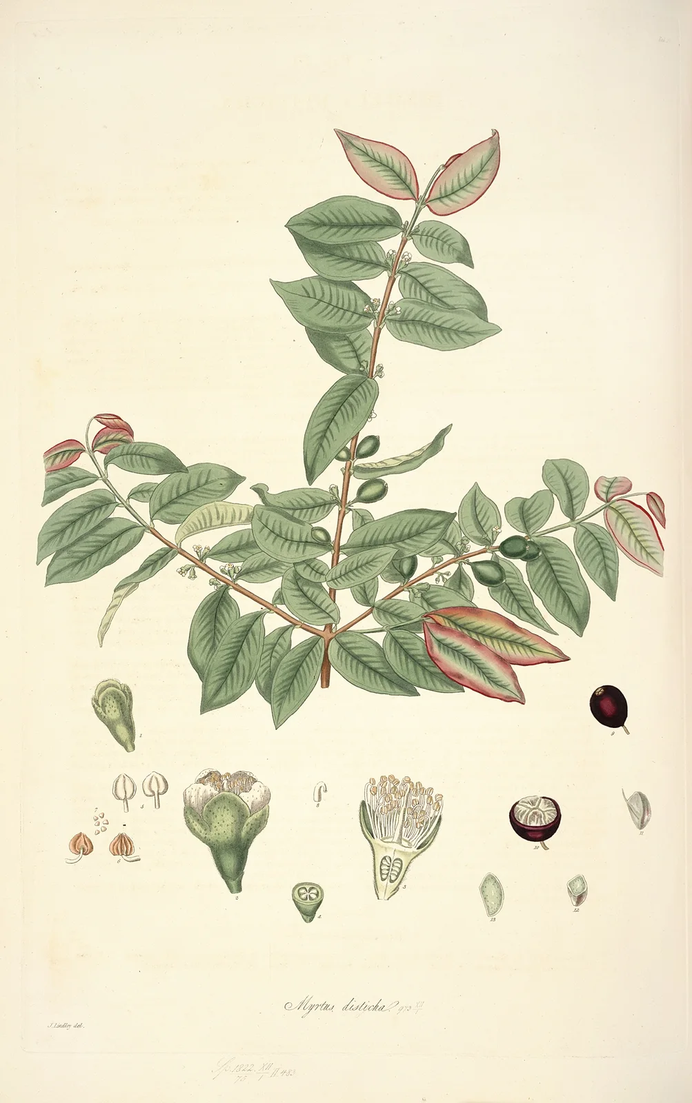 Collectanea botanica Pl.19 av John Lindley