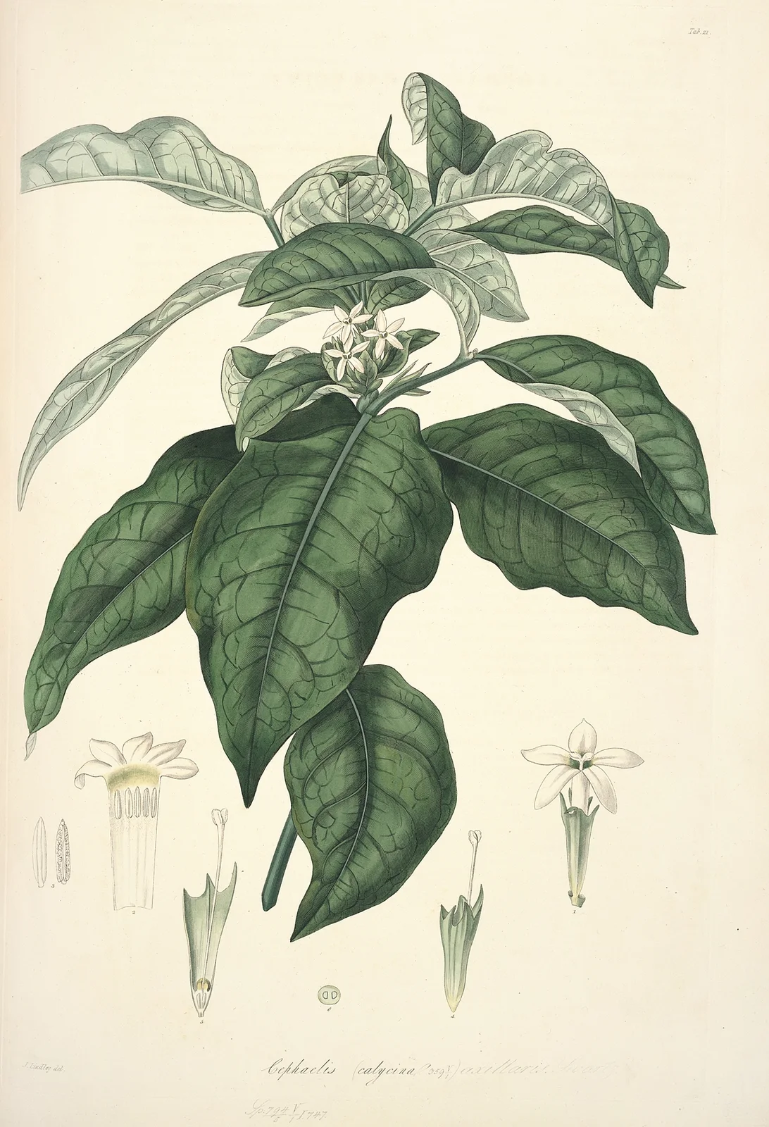 Collectanea botanica Pl.21 av John Lindley