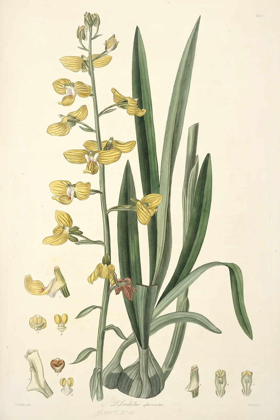 Collectanea botanica Pl.31 av John Lindley